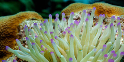The small shrimp cleans the sea anemone. The sea amemone protects the shrimp from predators