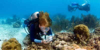 Diving The Hut Bonaire